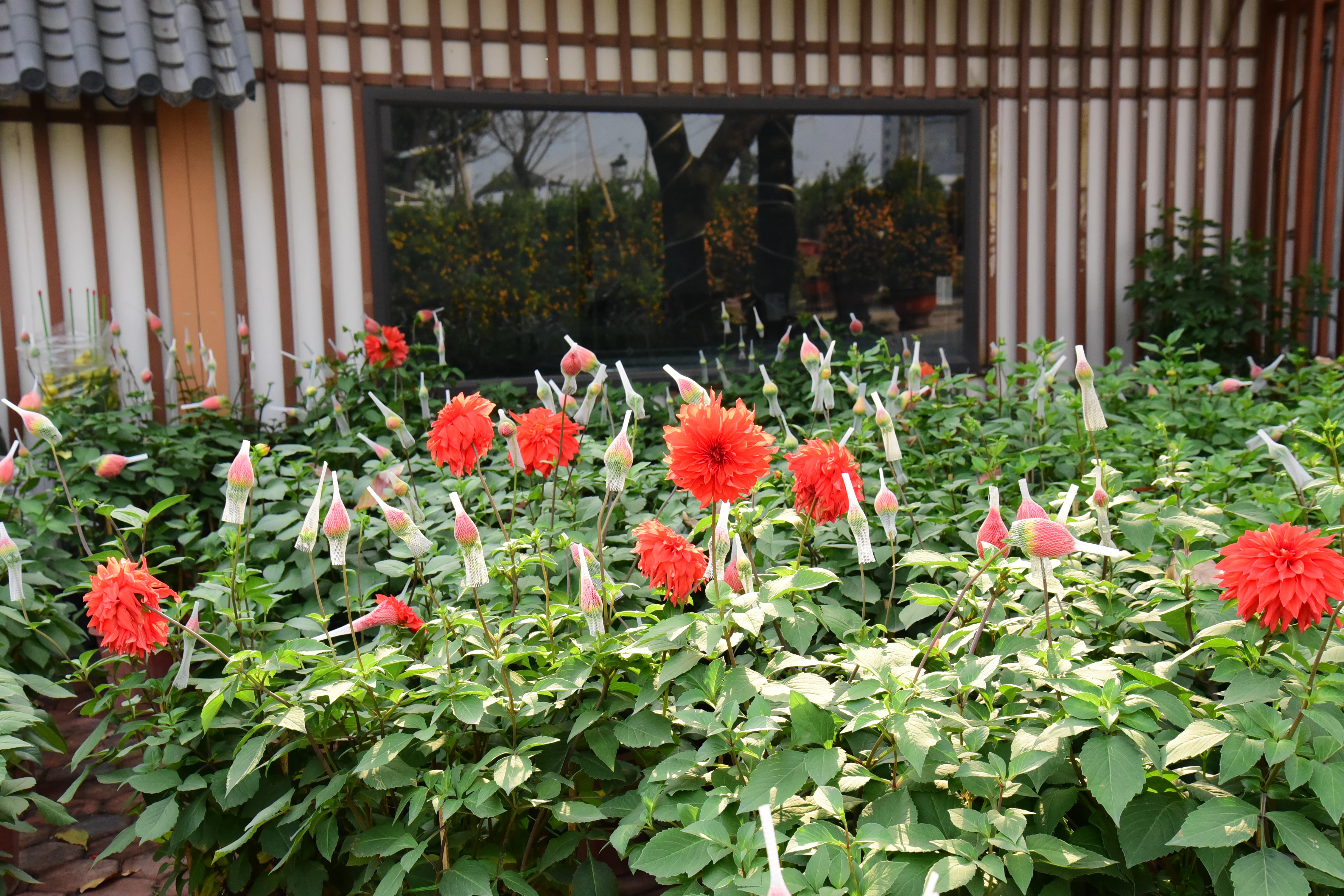 Vibrant Flower Market during Tet