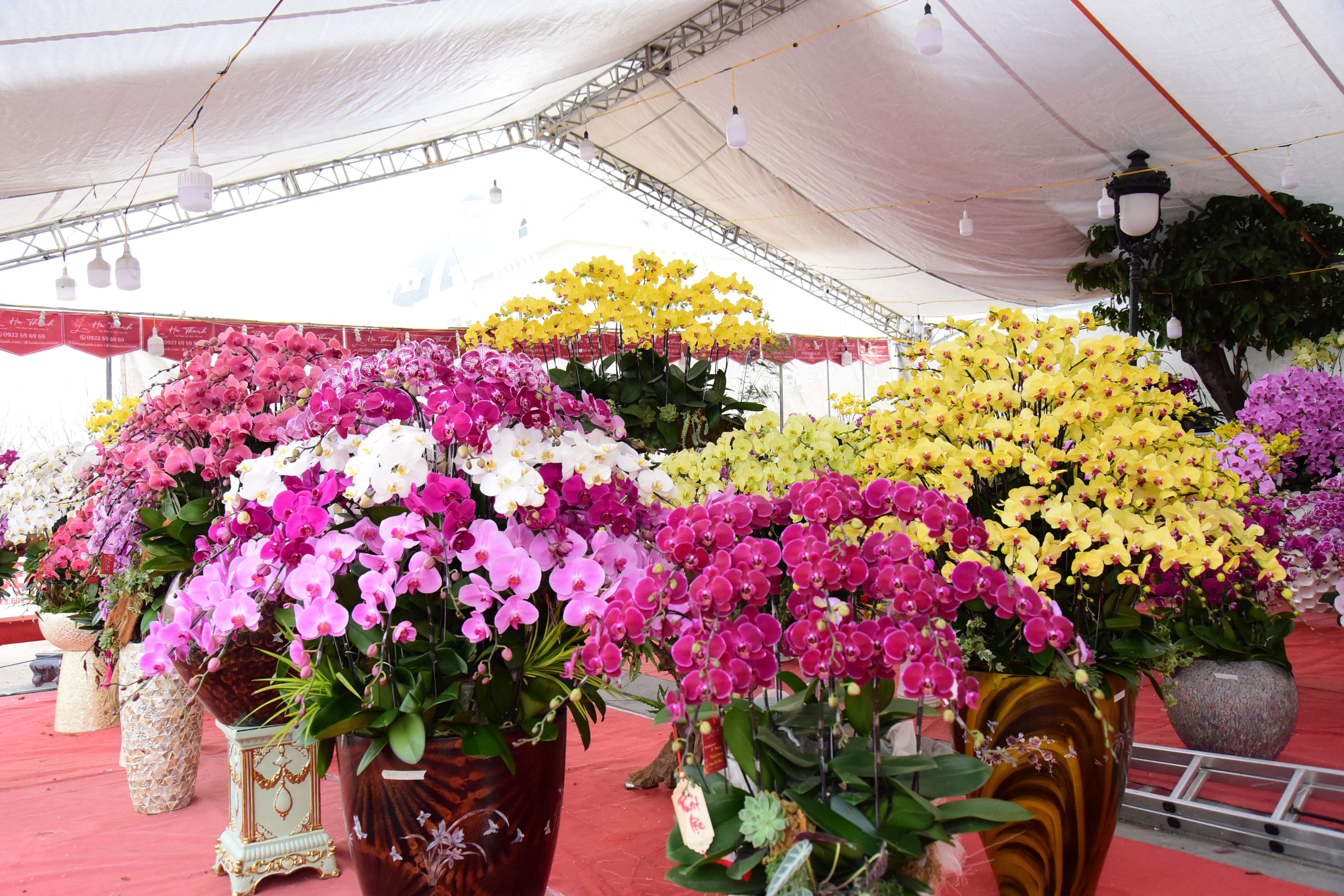 Vibrant Flower Market during Tet