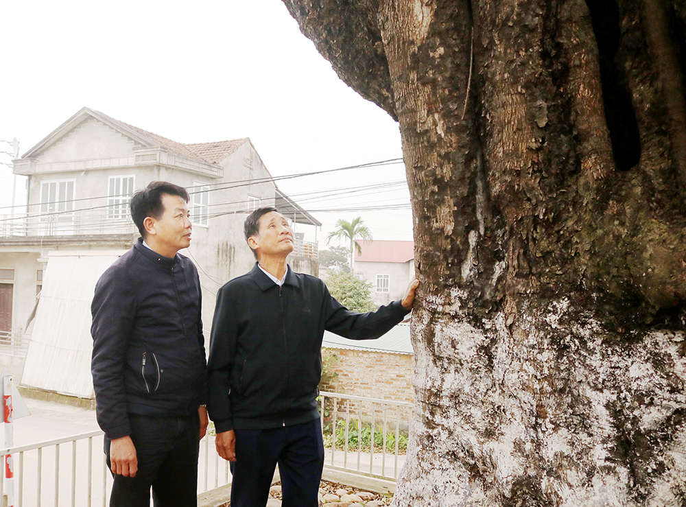 “Báu vật xanh” ở Quang Húc