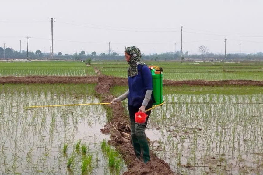 Tập trung phòng trừ sâu bệnh hại lúa Xuân