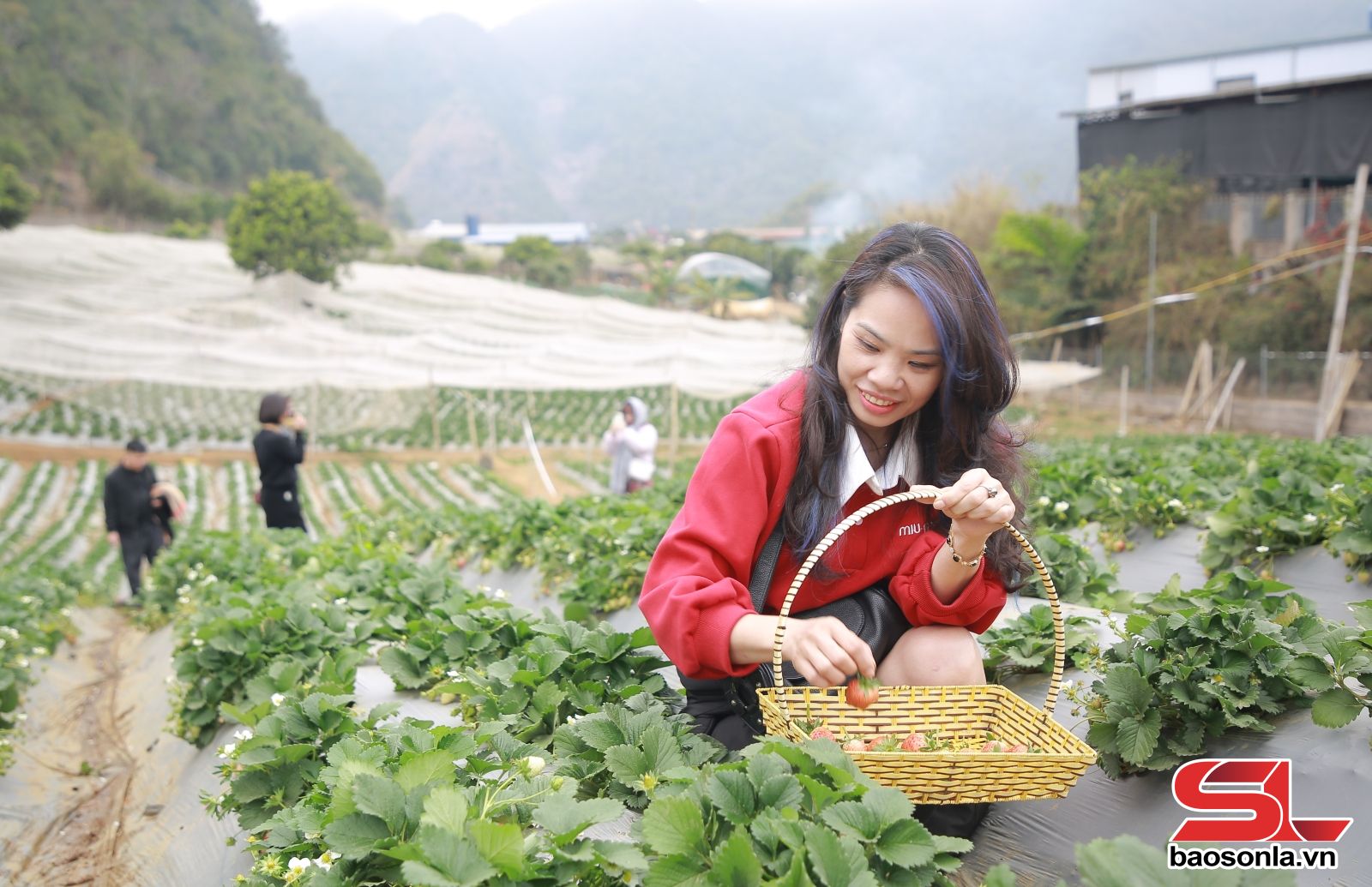 Phát triển du lịch nông nghiệp bền vững