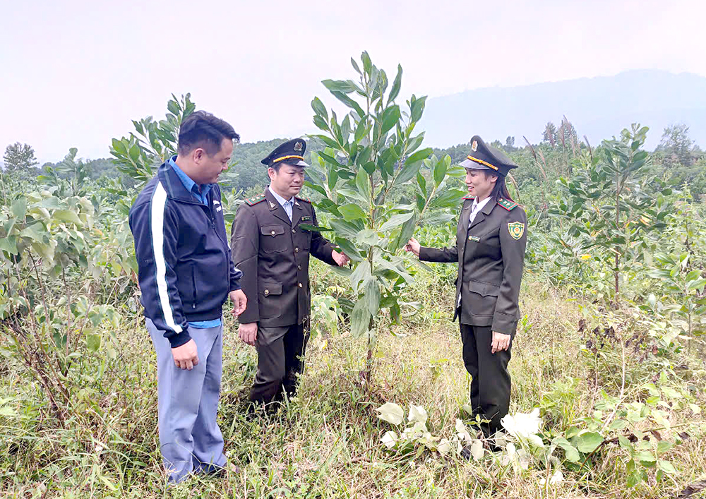 Chú trọng công tác phát triển rừng