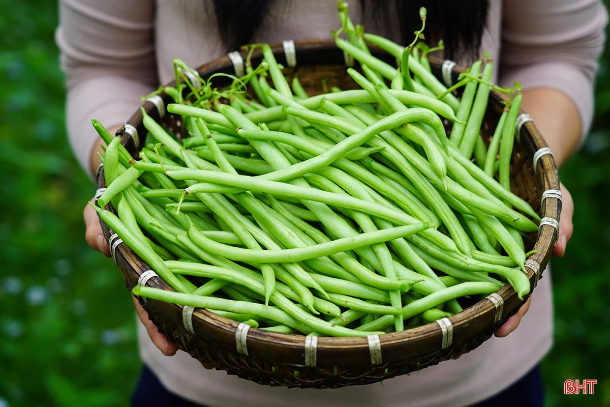 Khám phá trang trại nông nghiệp thuận tự nhiên ở Hà Tĩnh