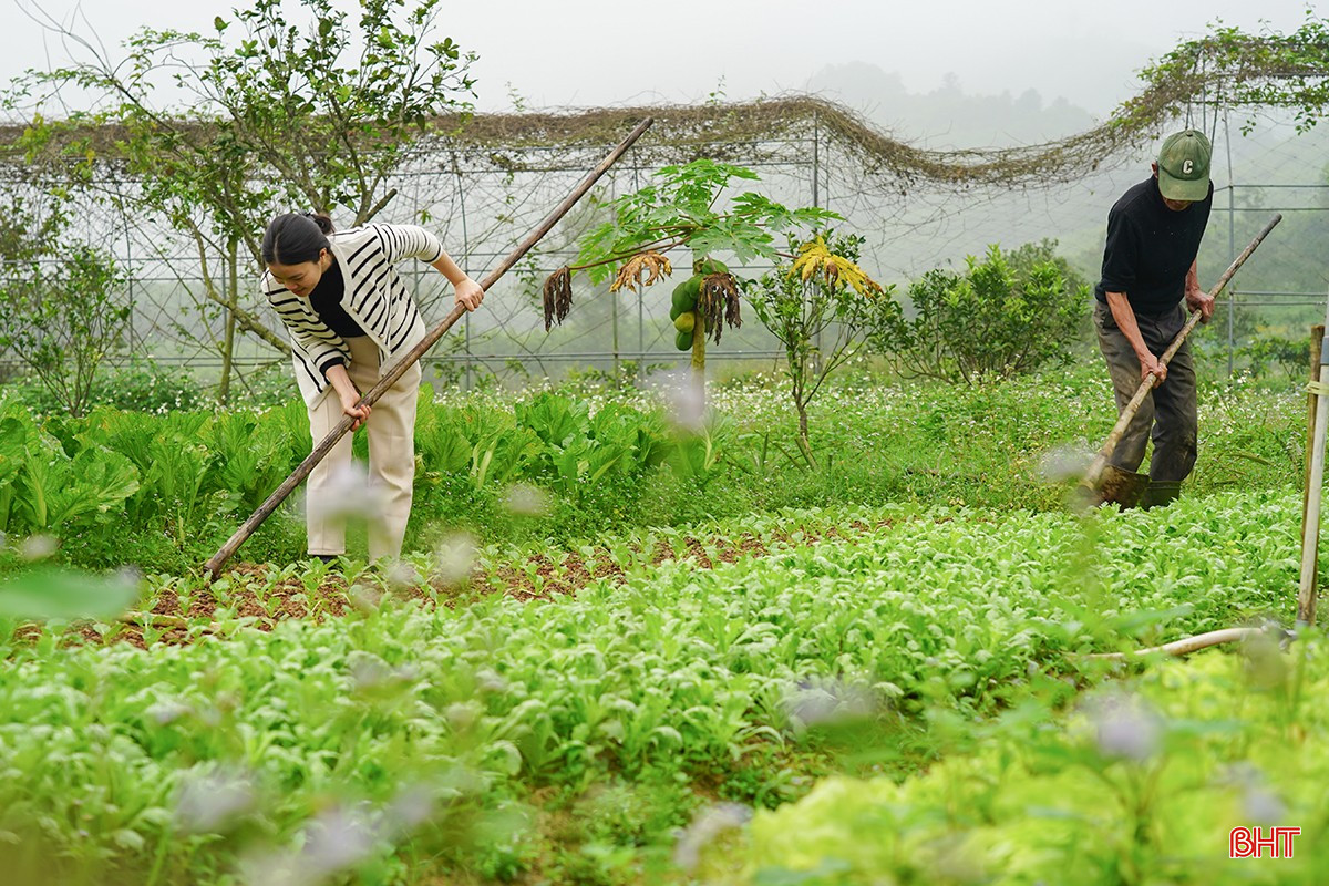 Khám phá trang trại nông nghiệp thuận tự nhiên ở Hà Tĩnh