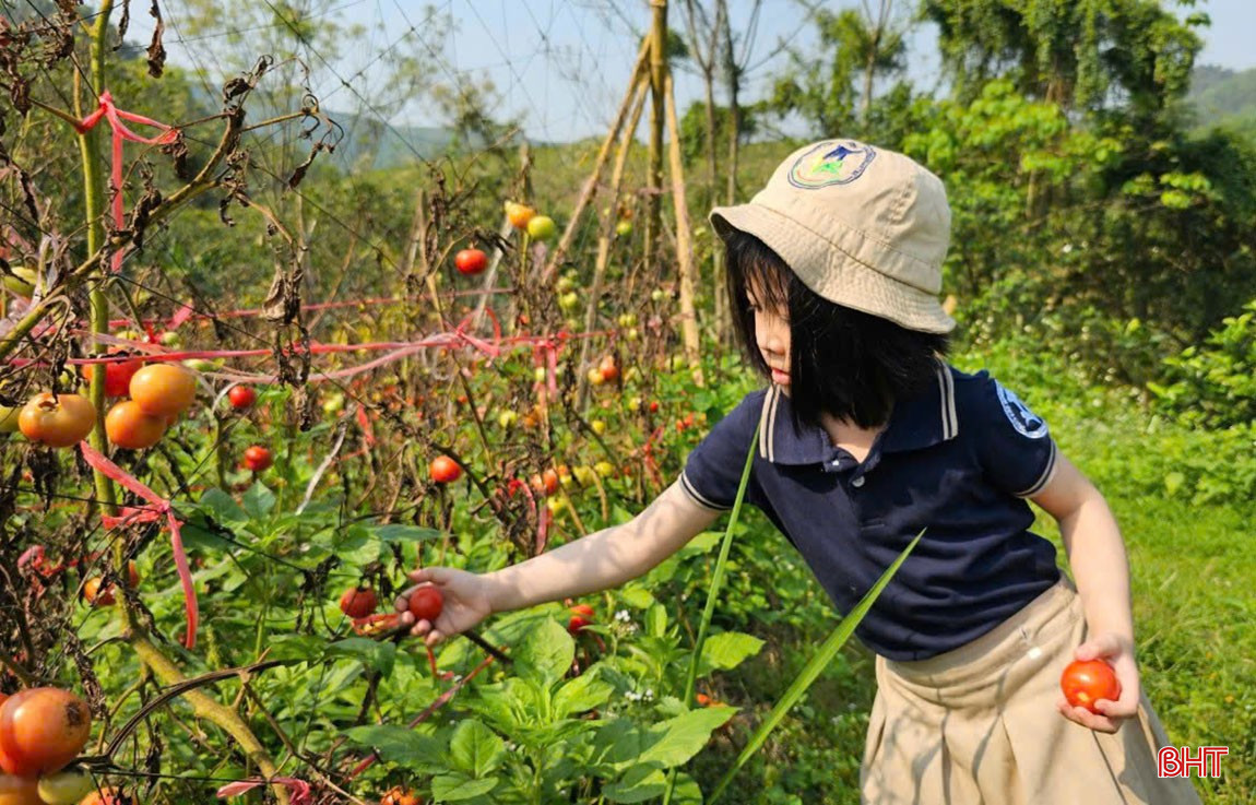 Khám phá trang trại nông nghiệp thuận tự nhiên ở Hà Tĩnh