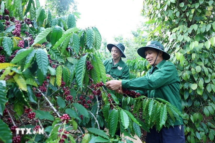 Đắk Lắk sẵn sàng cho Lễ hội cà phê Buôn Ma Thuột lần thứ 9 năm 2025