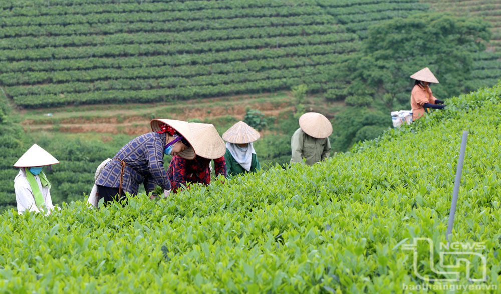 Nâng tầm giá trị cây chè, văn hóa trà: Yêu cầu từ thực tiễn