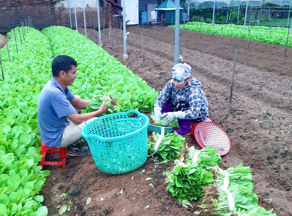 Giải pháp thúc đẩy, hỗ trợ nông dân trong sản xuất nông nghiệp