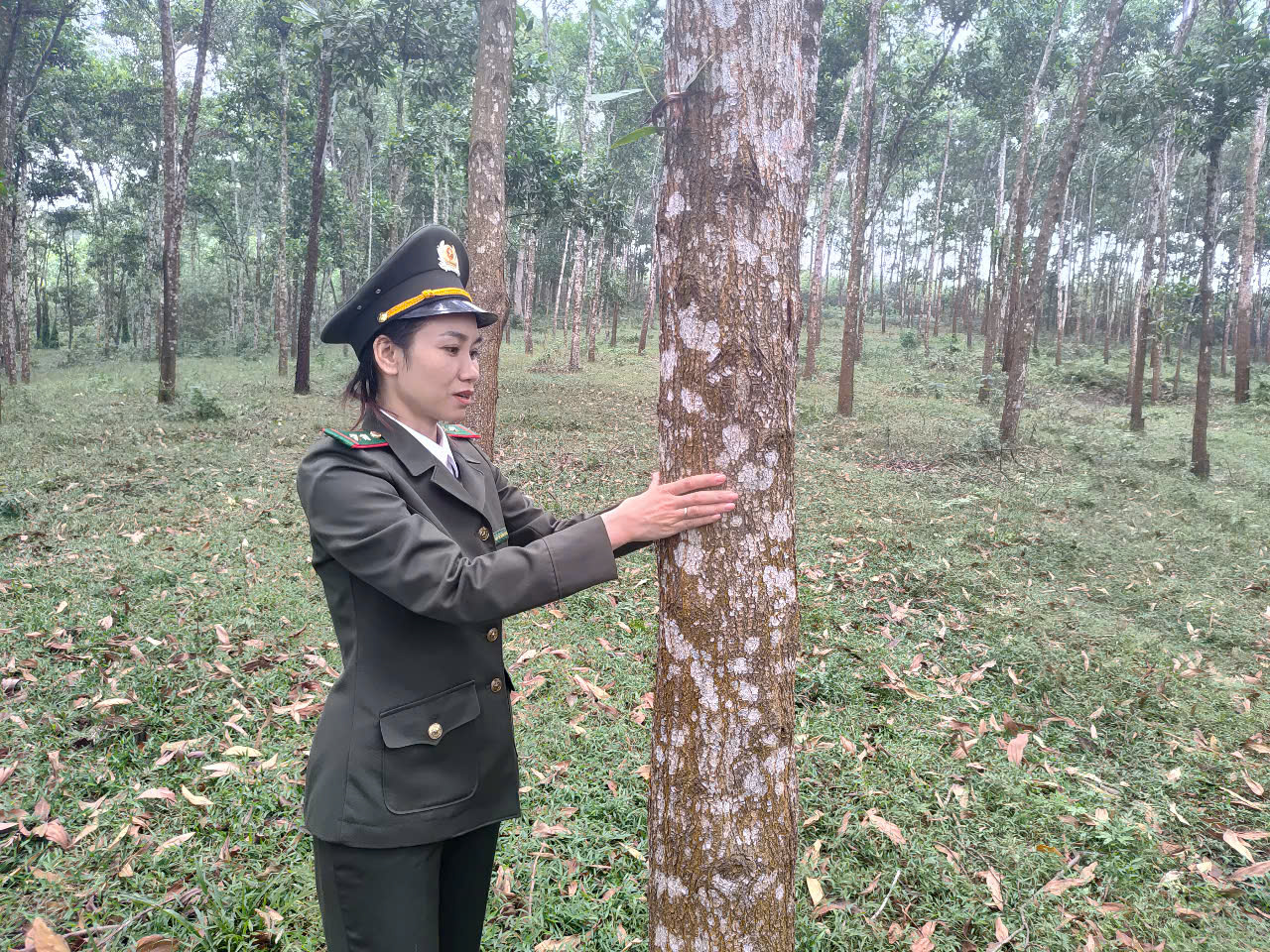 Tập huấn và triển khai thí điểm cấp, quản lý mã số vùng trồng rừng nguyên liệu