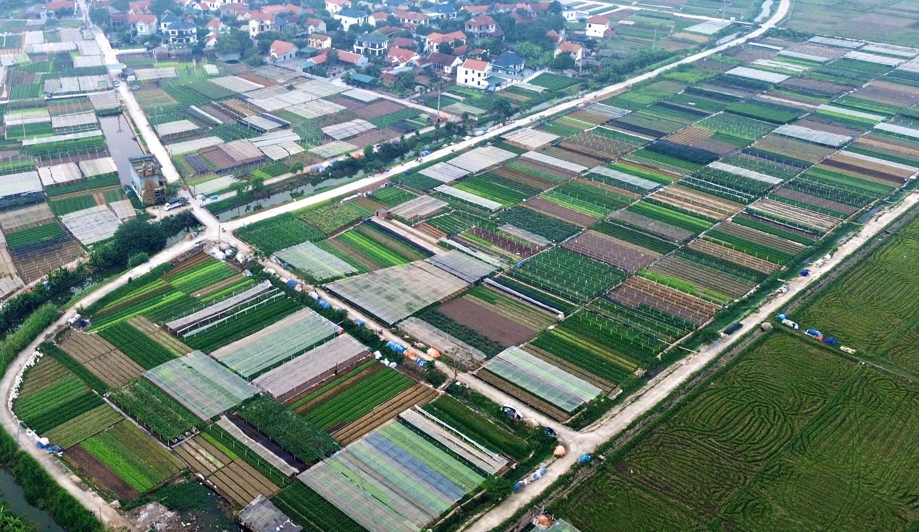 Lâm Thao: Điểm sáng trong nông nghiệp hàng hóa cận đô thị