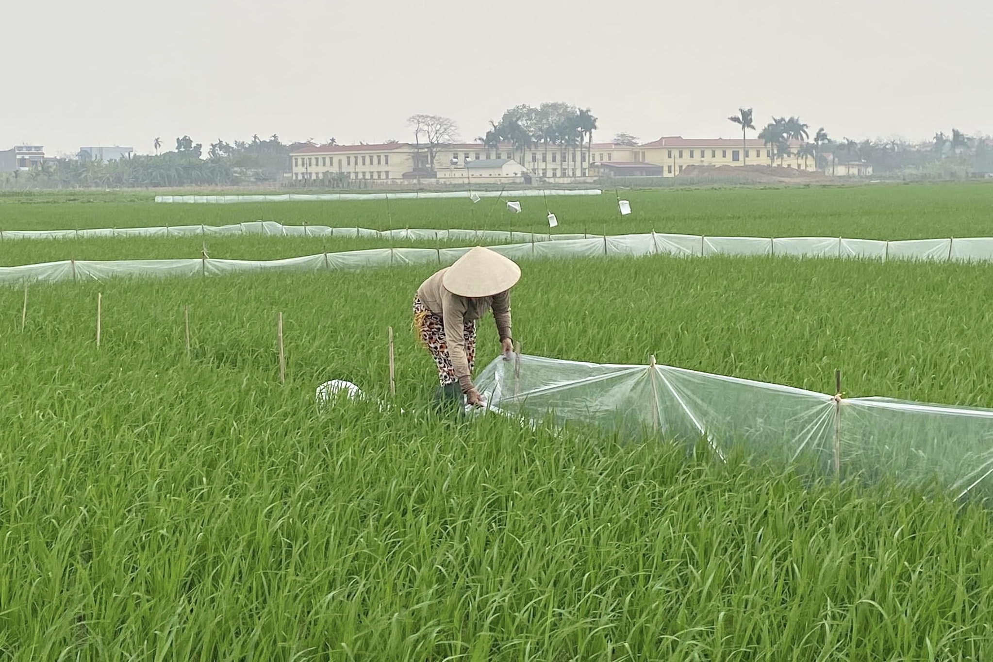 Lâm Thao: Điểm sáng trong nông nghiệp hàng hóa cận đô thị