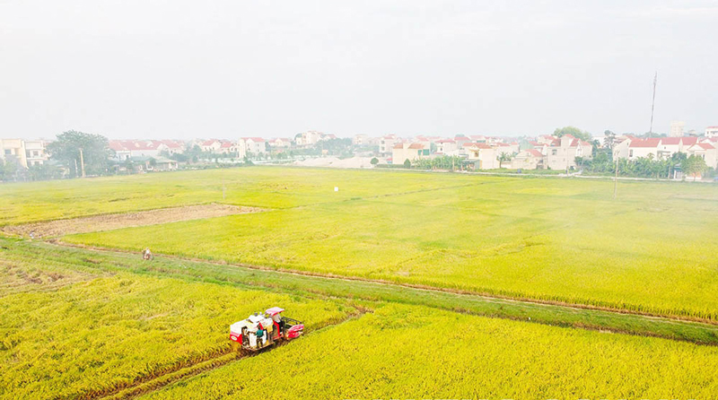 Lâm Thao: Điểm sáng trong nông nghiệp hàng hóa cận đô thị