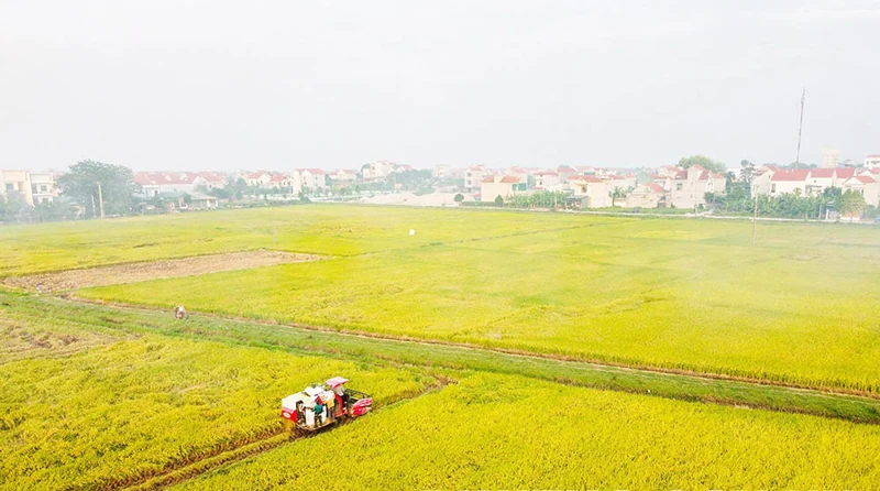 Lâm Thao: Điểm sáng trong nông nghiệp hàng hóa cận đô thị