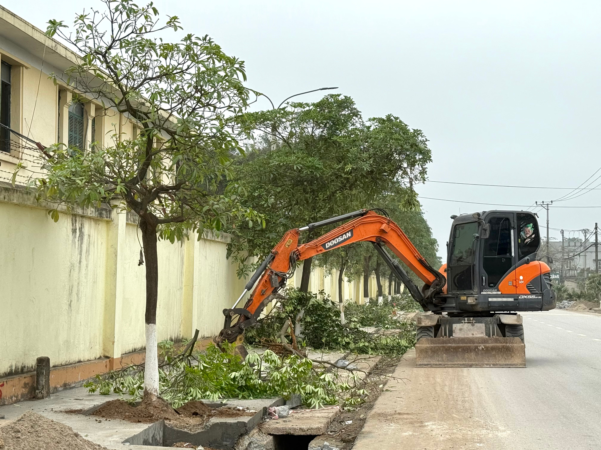 Lý do hàng cây hoa sữa lâu năm ở Lâm Thao bị chặt hạ