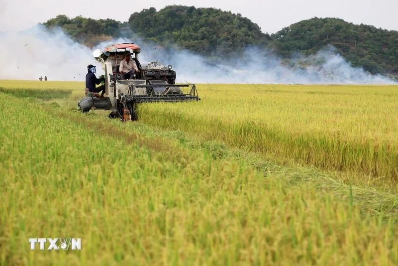 Gạo Việt Nam thu hút sự quan tâm của người tiêu dùng Nhật Bản