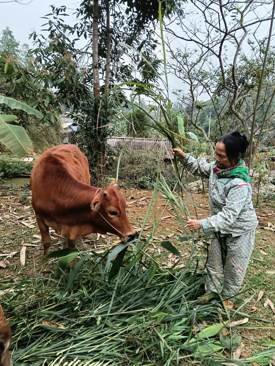 Tạo sinh kế cho đồng bào dân tộc thiểu số