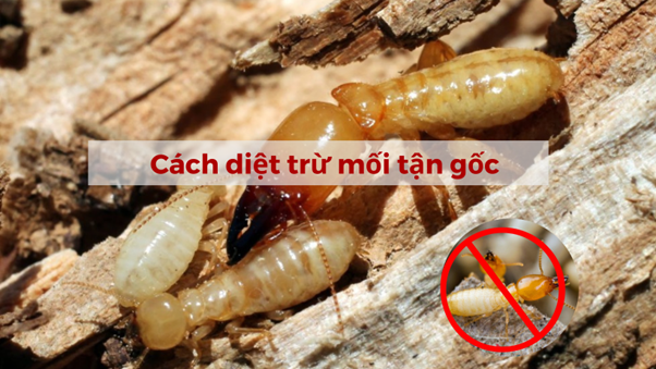 Diệt Mối Tận Gốc Quận Ba Đình