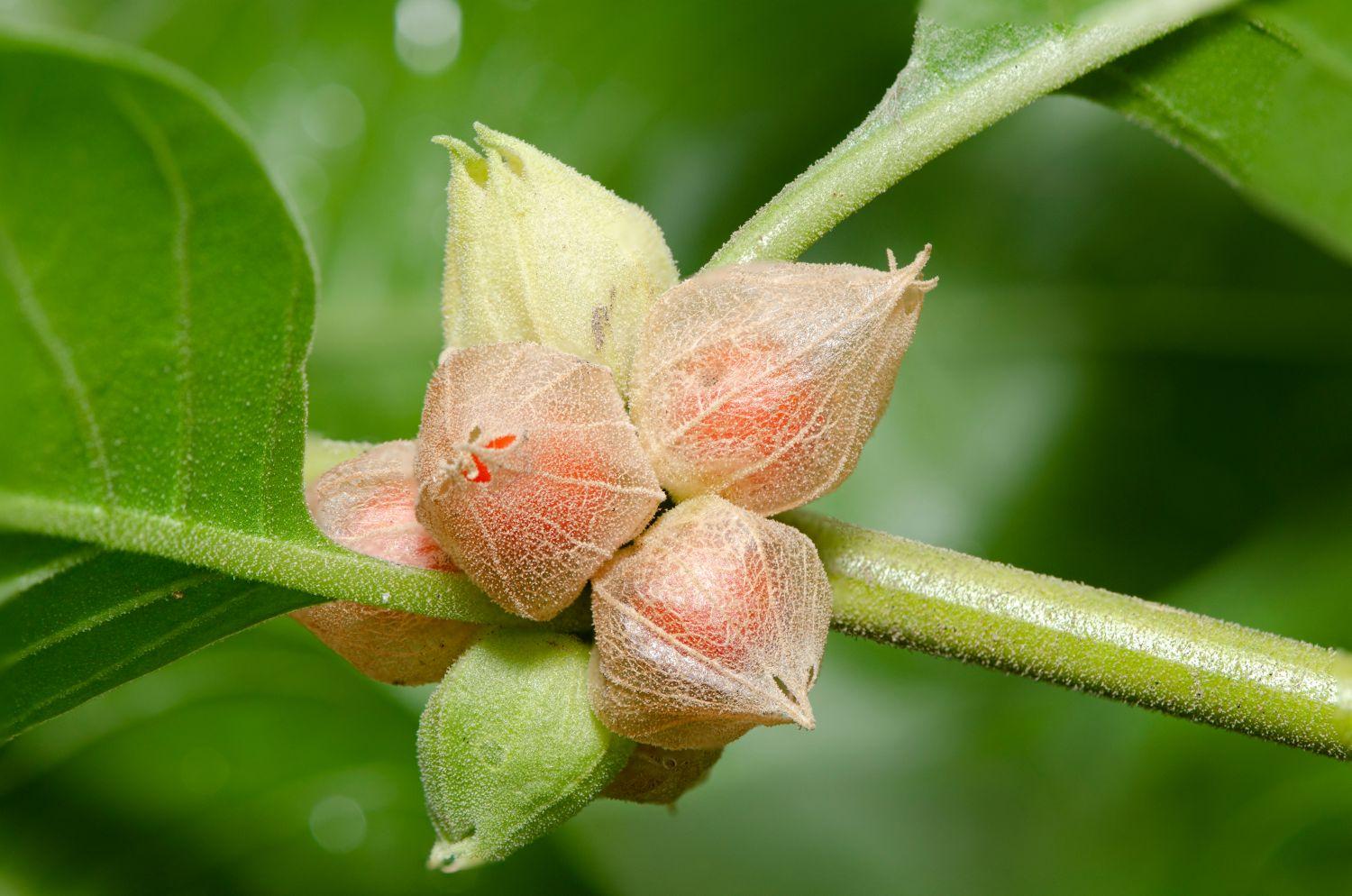 6 loại thực phẩm bổ sung có thể gây tổn thương gan