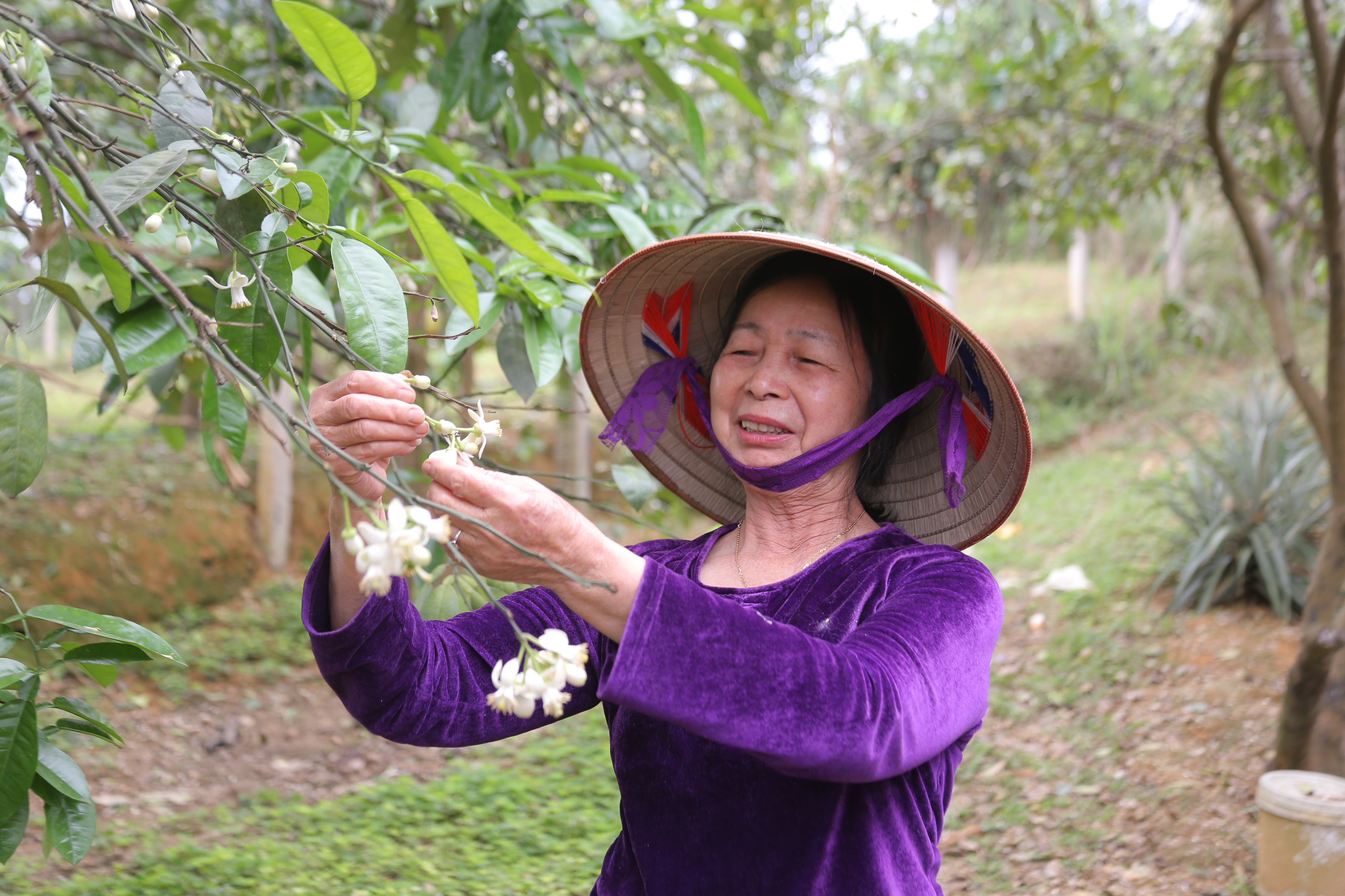 Mùa “se duyên” cho bưởi