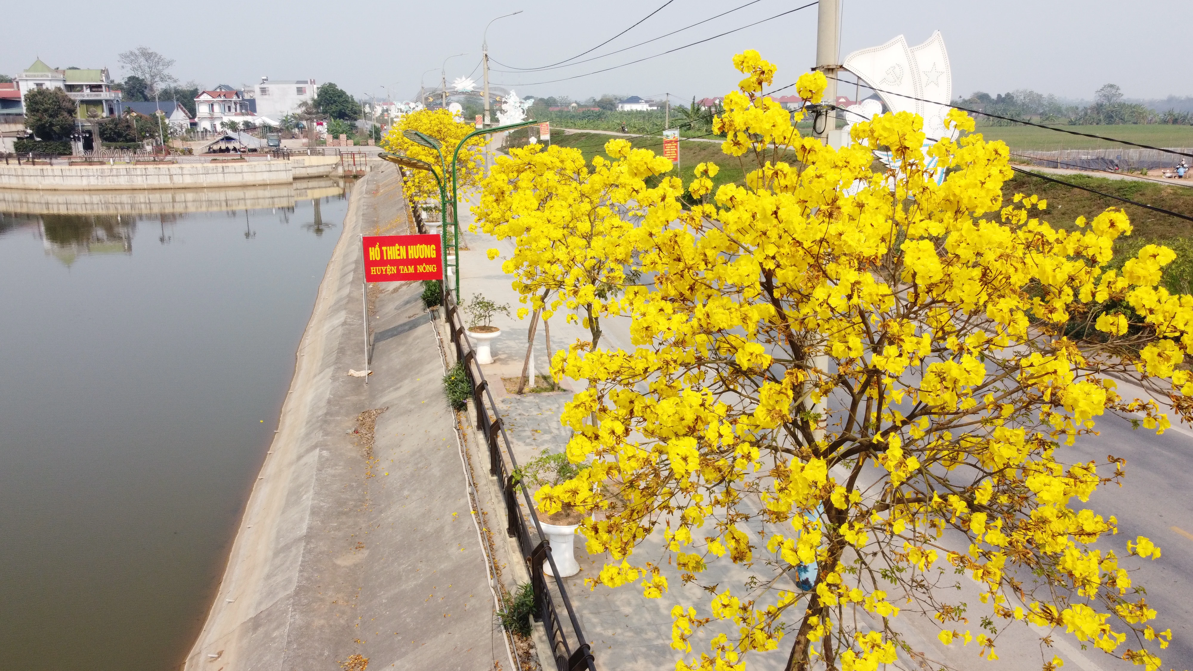 Brilliant golden bell trees adorn the streets