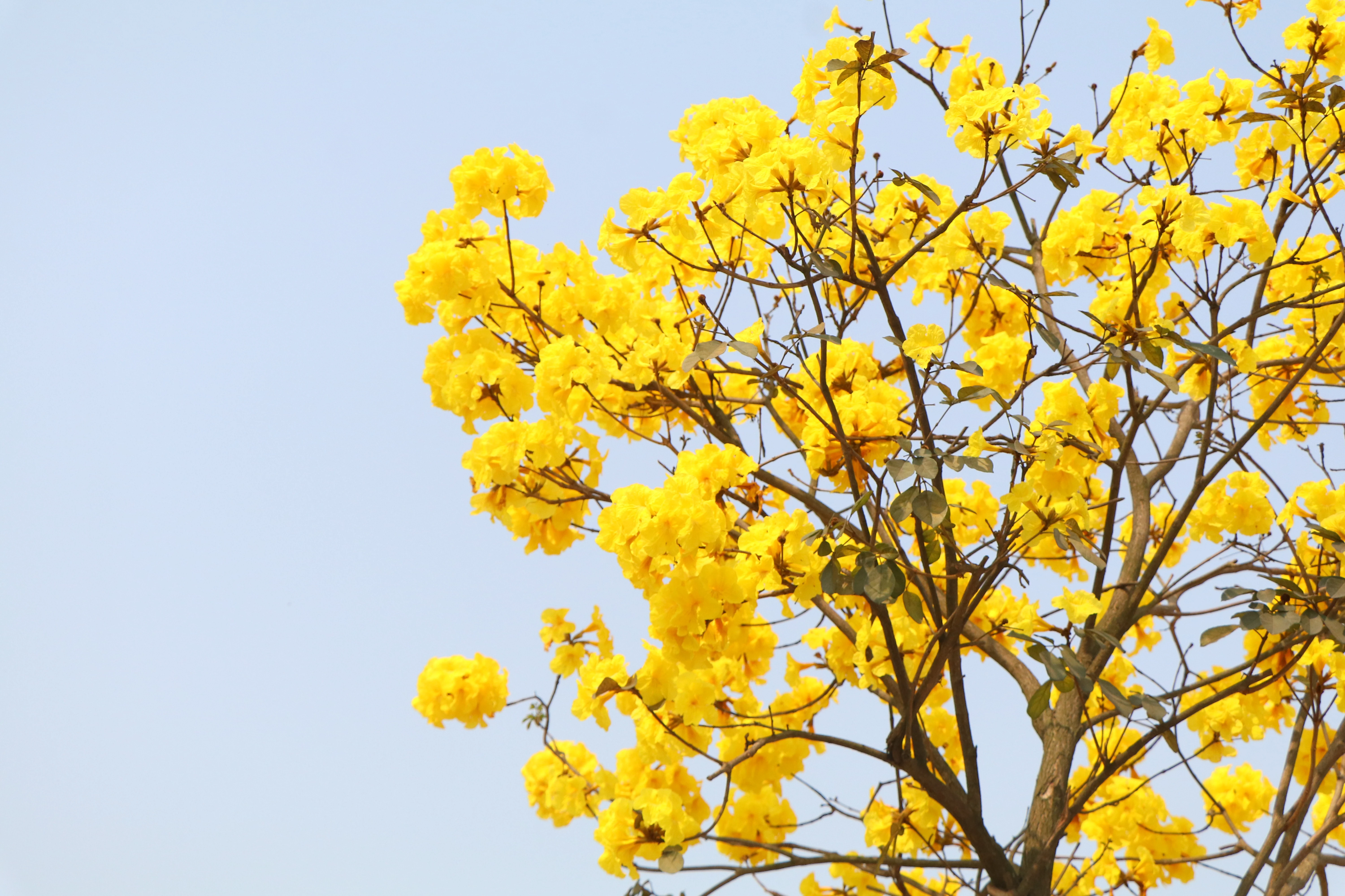 Brilliant golden bell trees adorn the streets