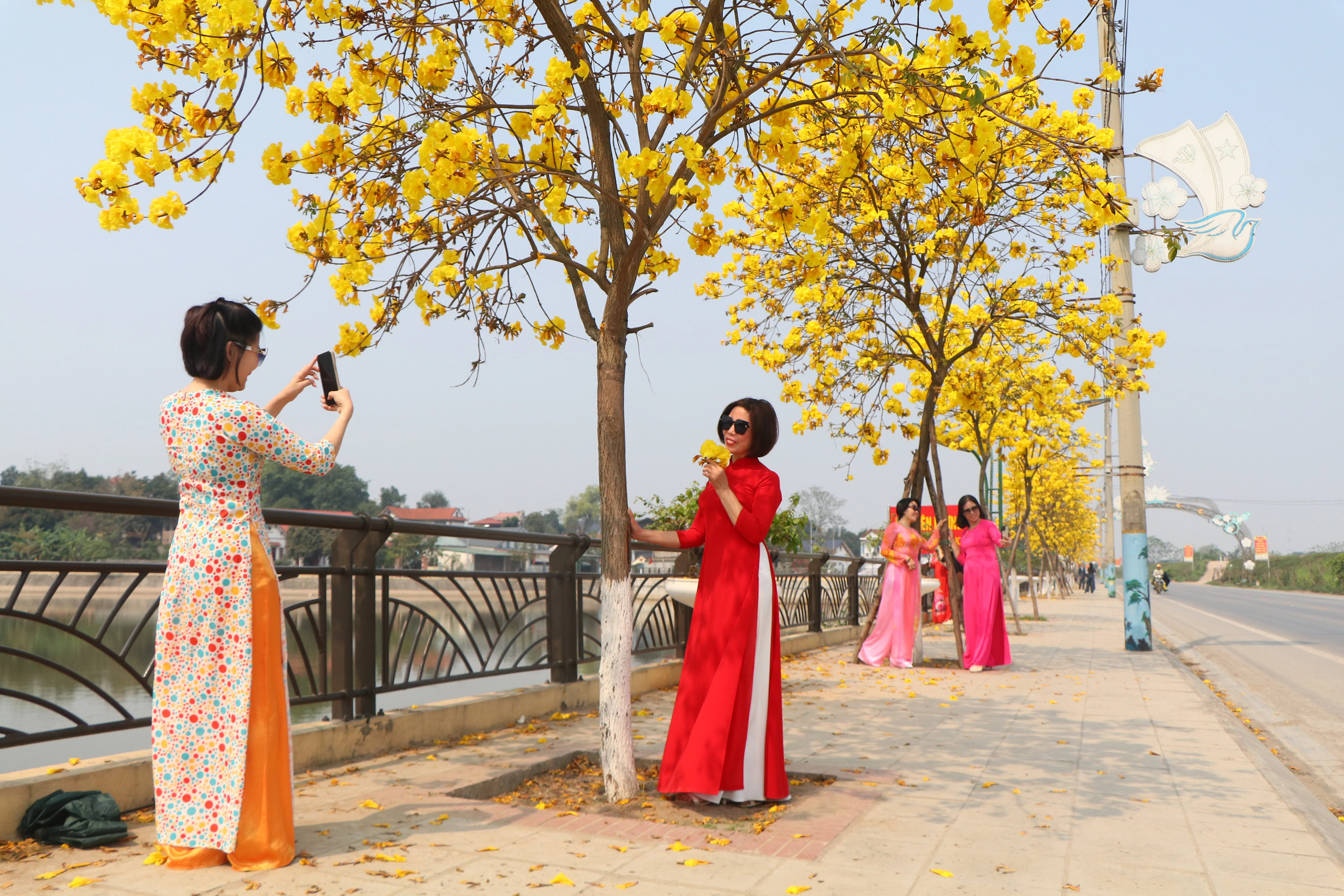 Brilliant golden bell trees adorn the streets