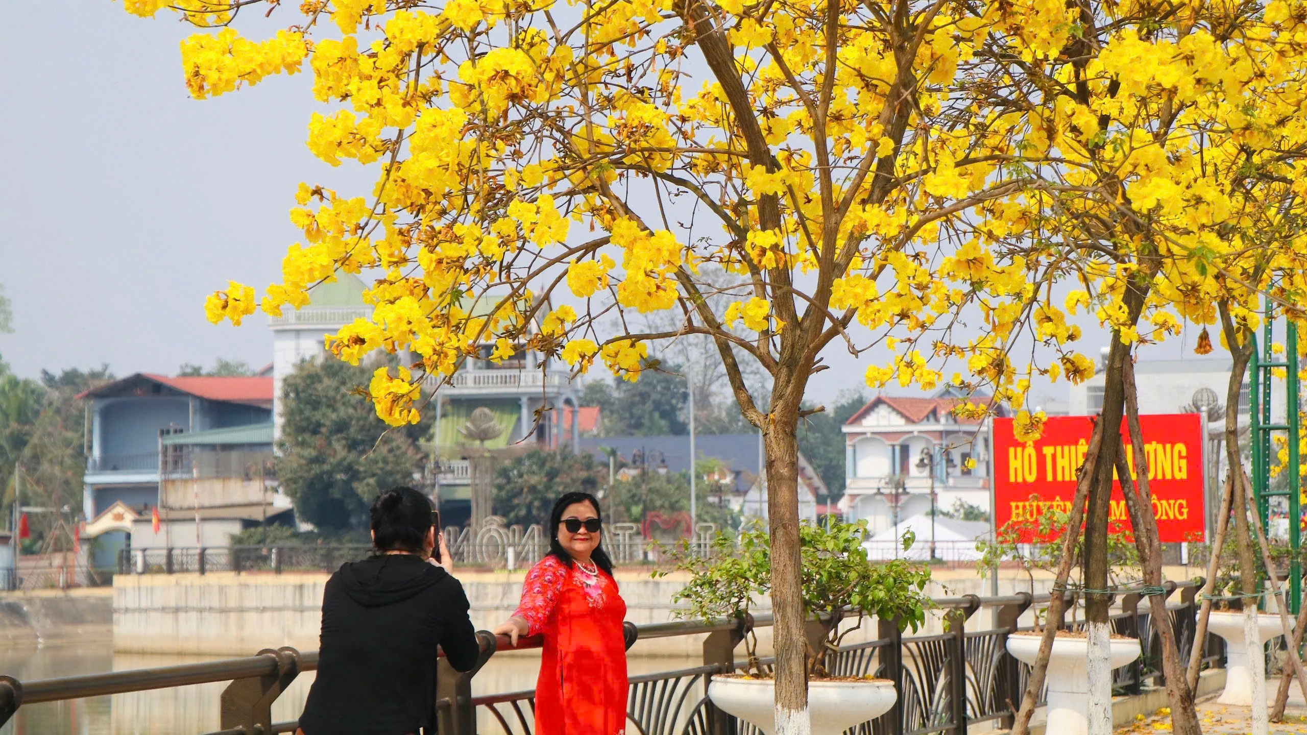 Brilliant golden bell trees adorn the streets