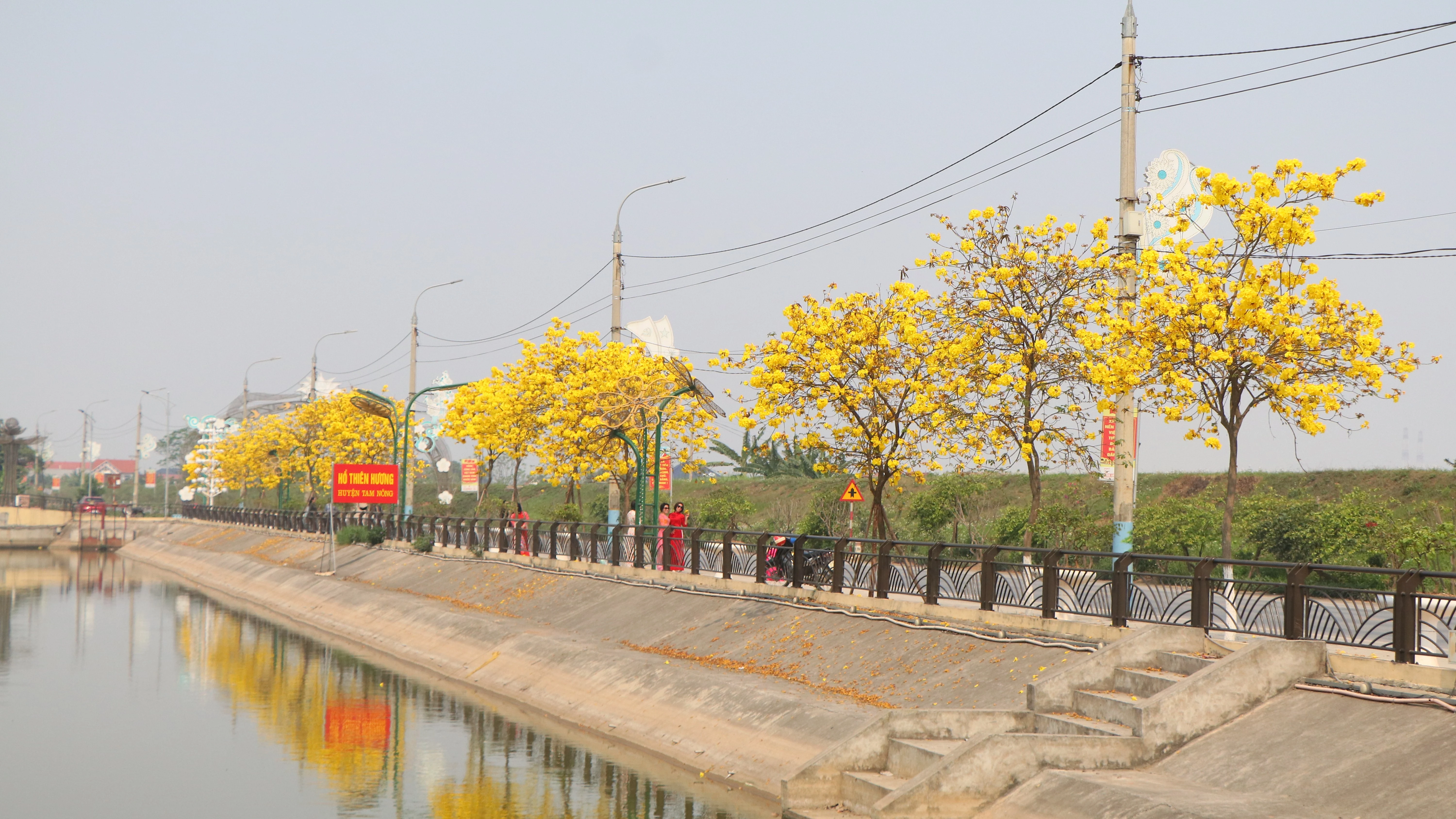 Brilliant golden bell trees adorn the streets