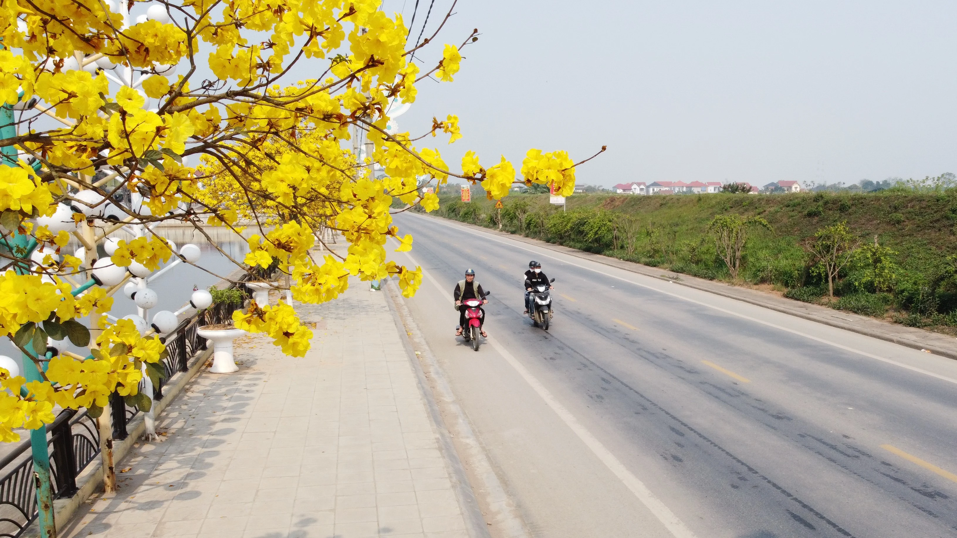 Brilliant golden bell trees adorn the streets