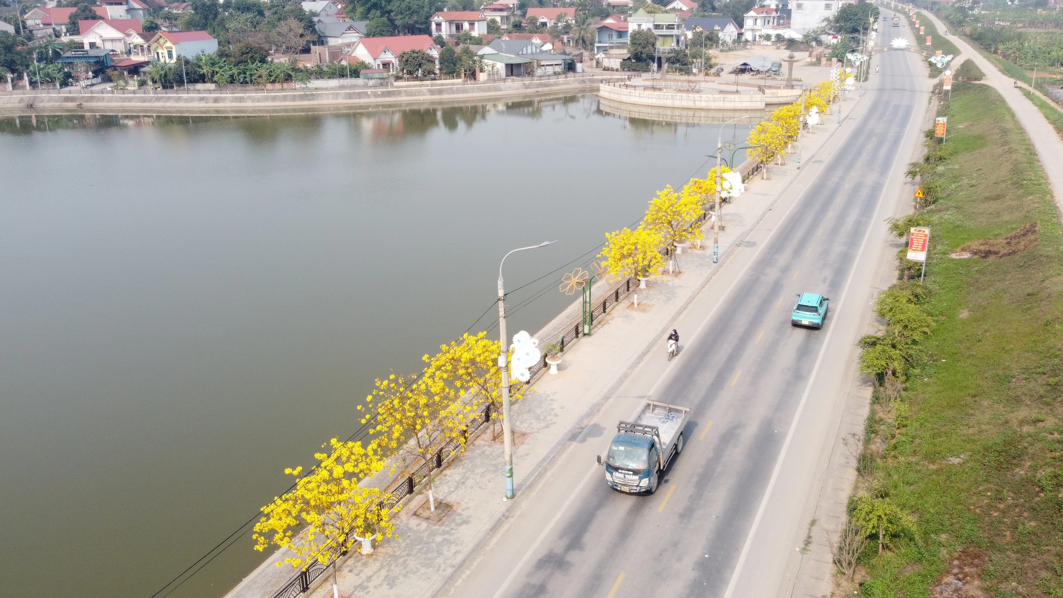 Brilliant golden bell trees adorn the streets