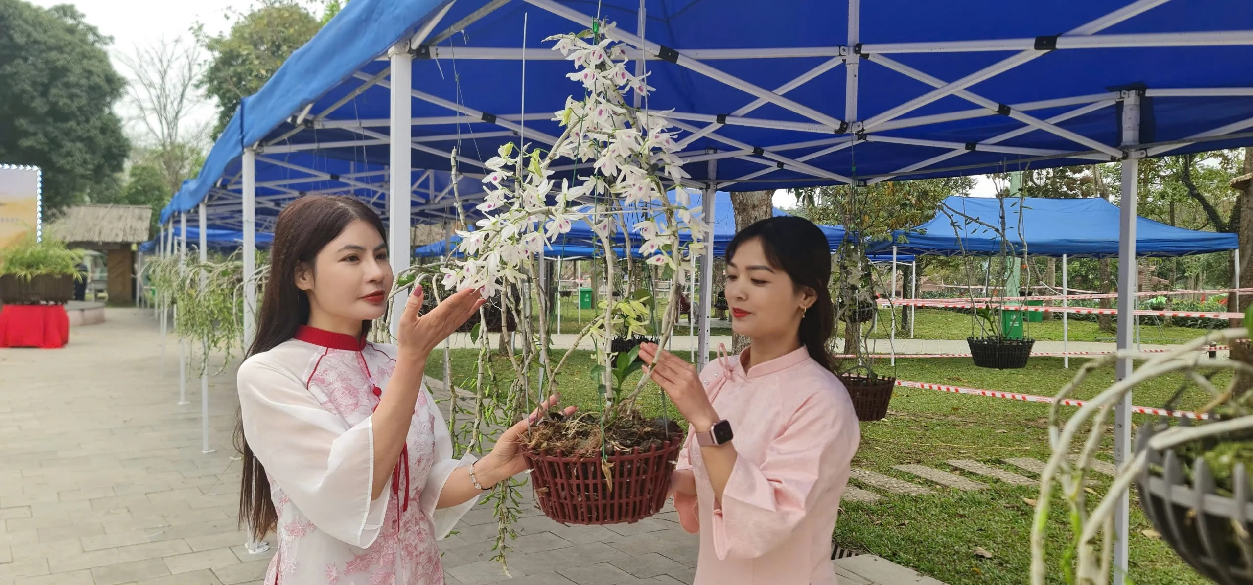 National Artistic Orchid Exhibition at Hung Kings Temple