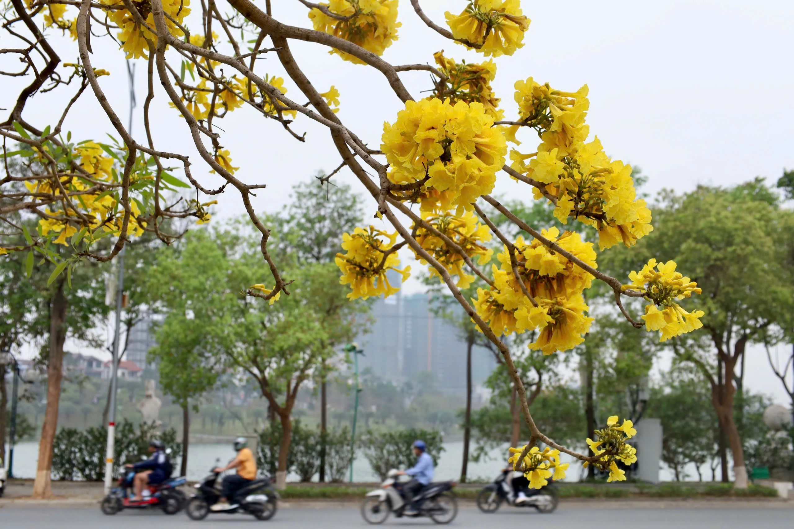 Sắc hoa trên phố