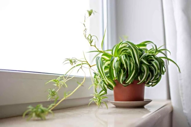 Top 10 cây nội thất vừa đẹp vừa giúp thanh lọc không khí