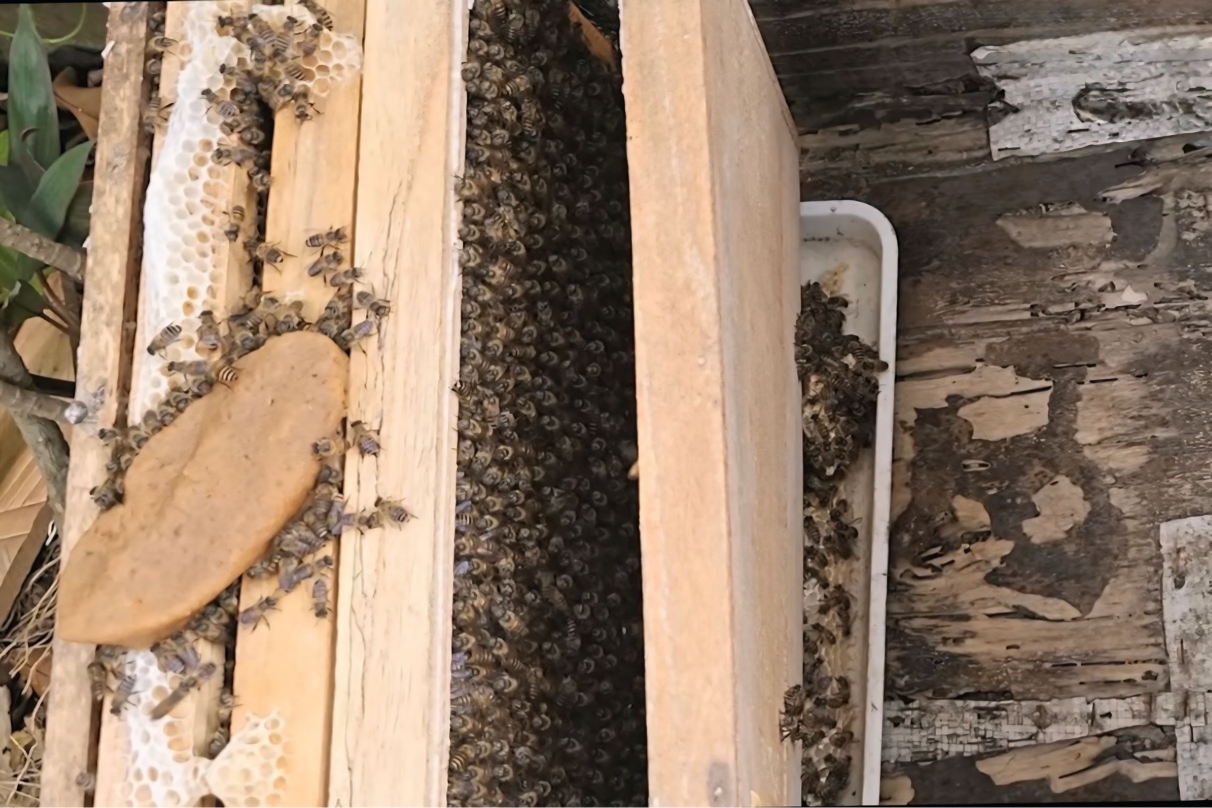 Honey beekeeping in Tan Son: A harmonious way of life rooted in nature