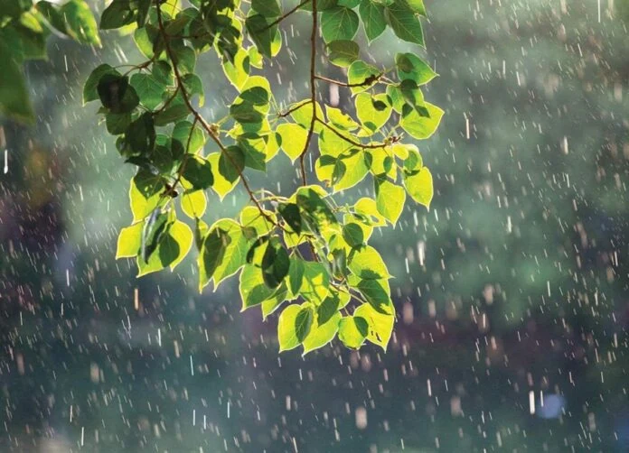 Tản mạn mưa hè