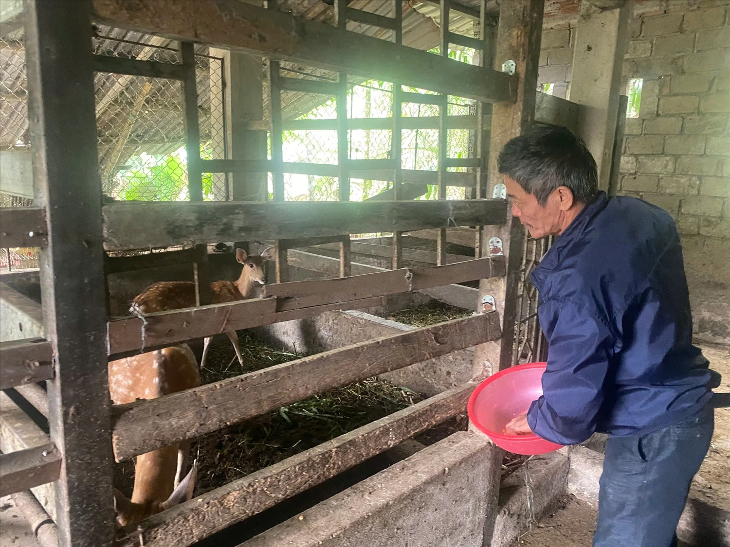 Nuôi hươu sao ở các huyện miền núi Quảng Nam - Tín hiệu mới về một sinh kế lâu dài