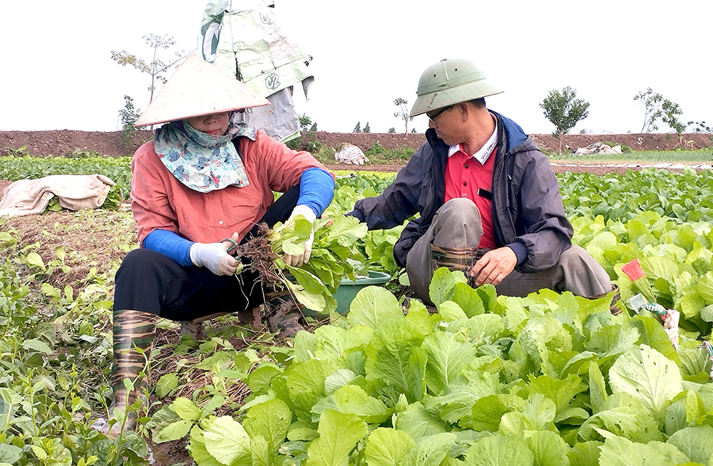 Xây dựng thương hiệu cho nông sản