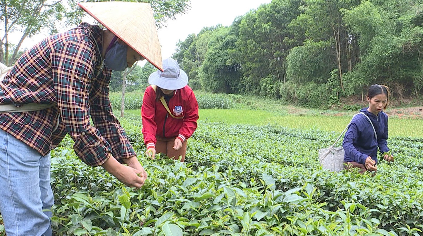 Nâng tầm sản phẩm chè Đất Tổ