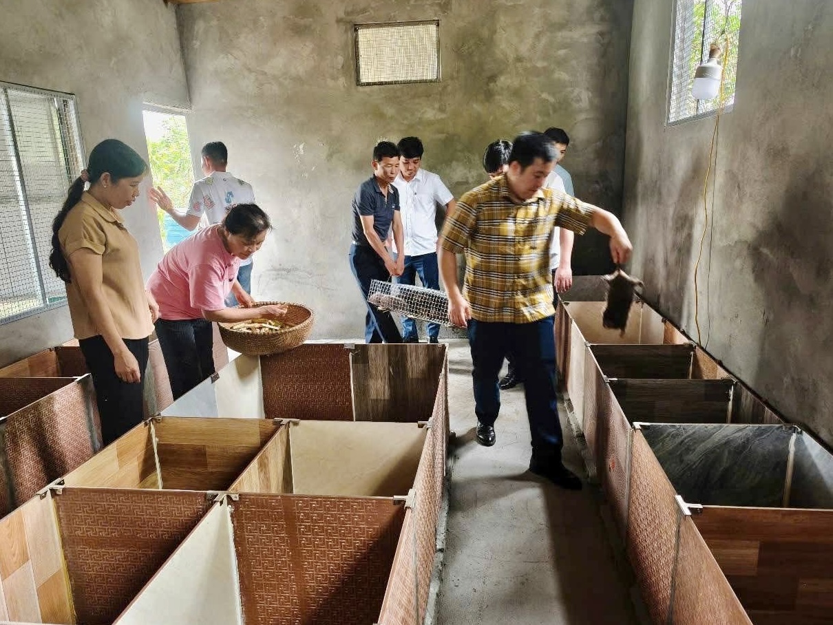 Tận dụng lợi thế địa phương để phát triển mô hình nuôi dúi
