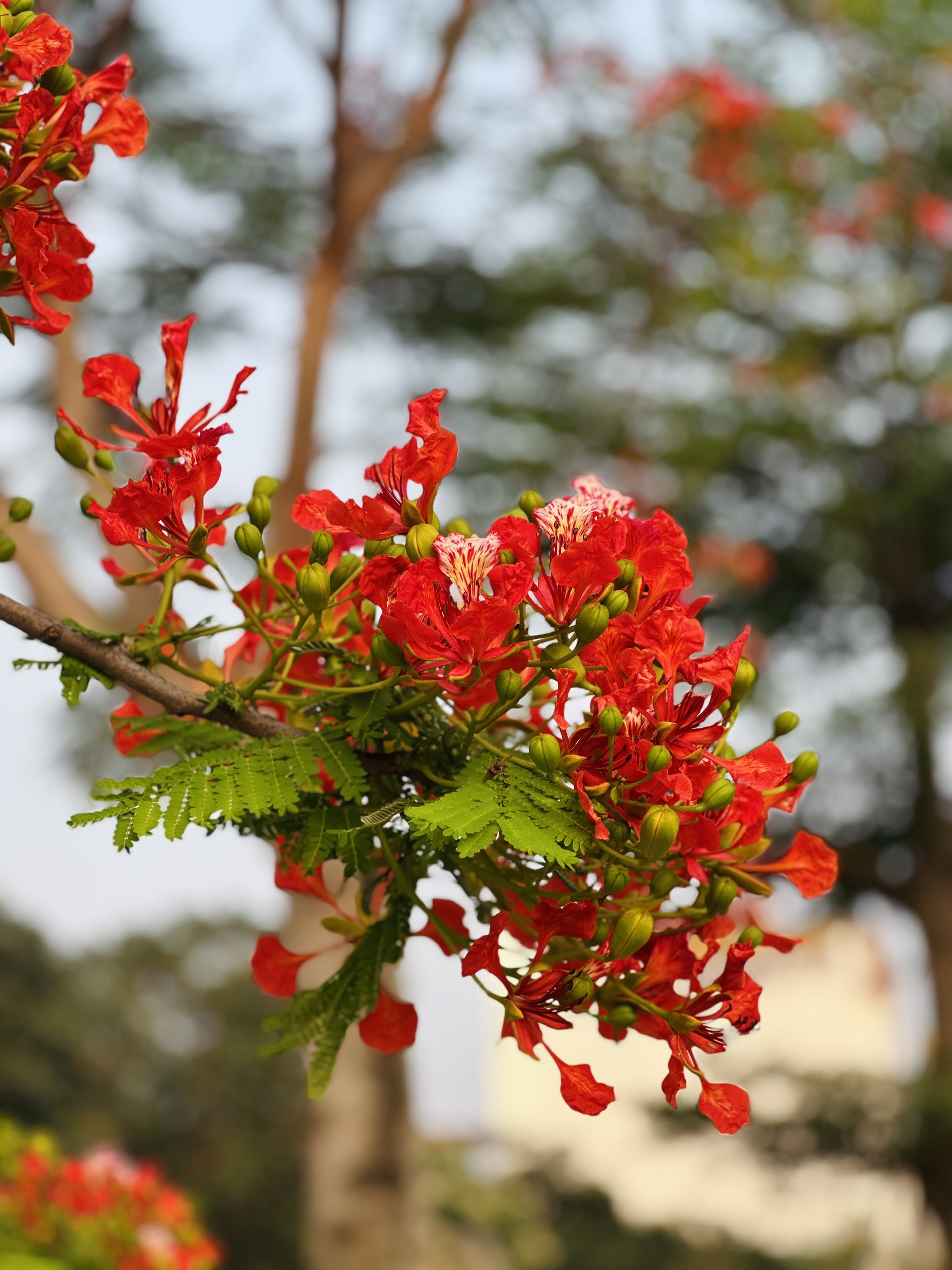 The first royal poinciana blossoms of the season