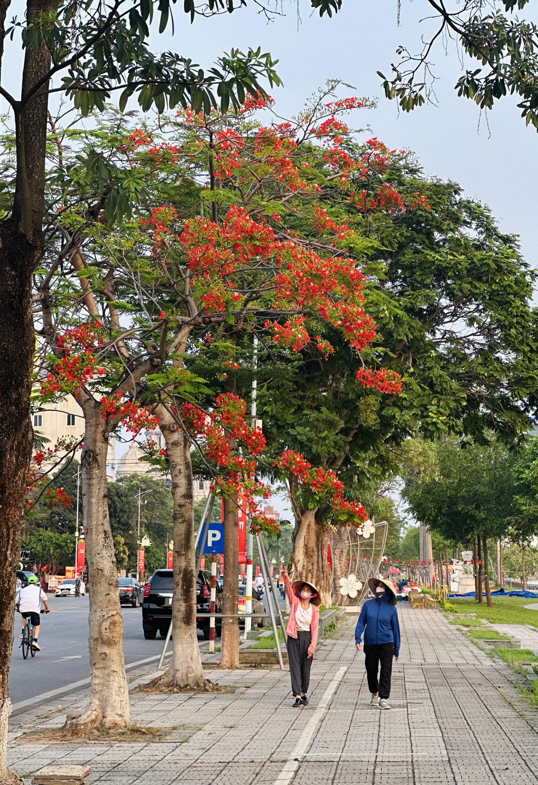 The first royal poinciana blossoms of the season