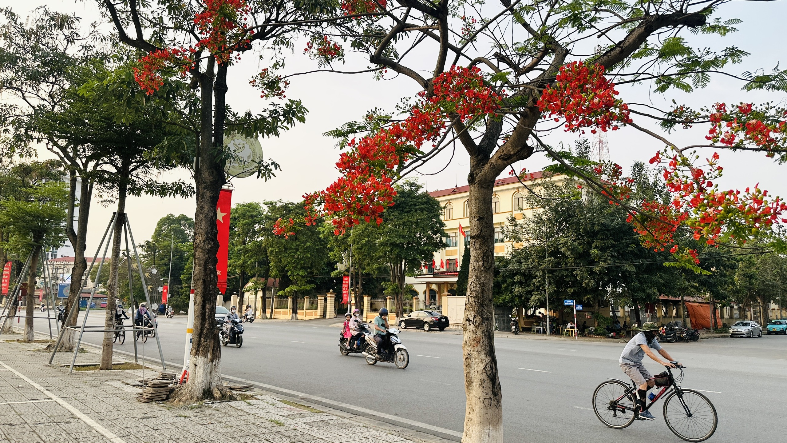 The first royal poinciana blossoms of the season