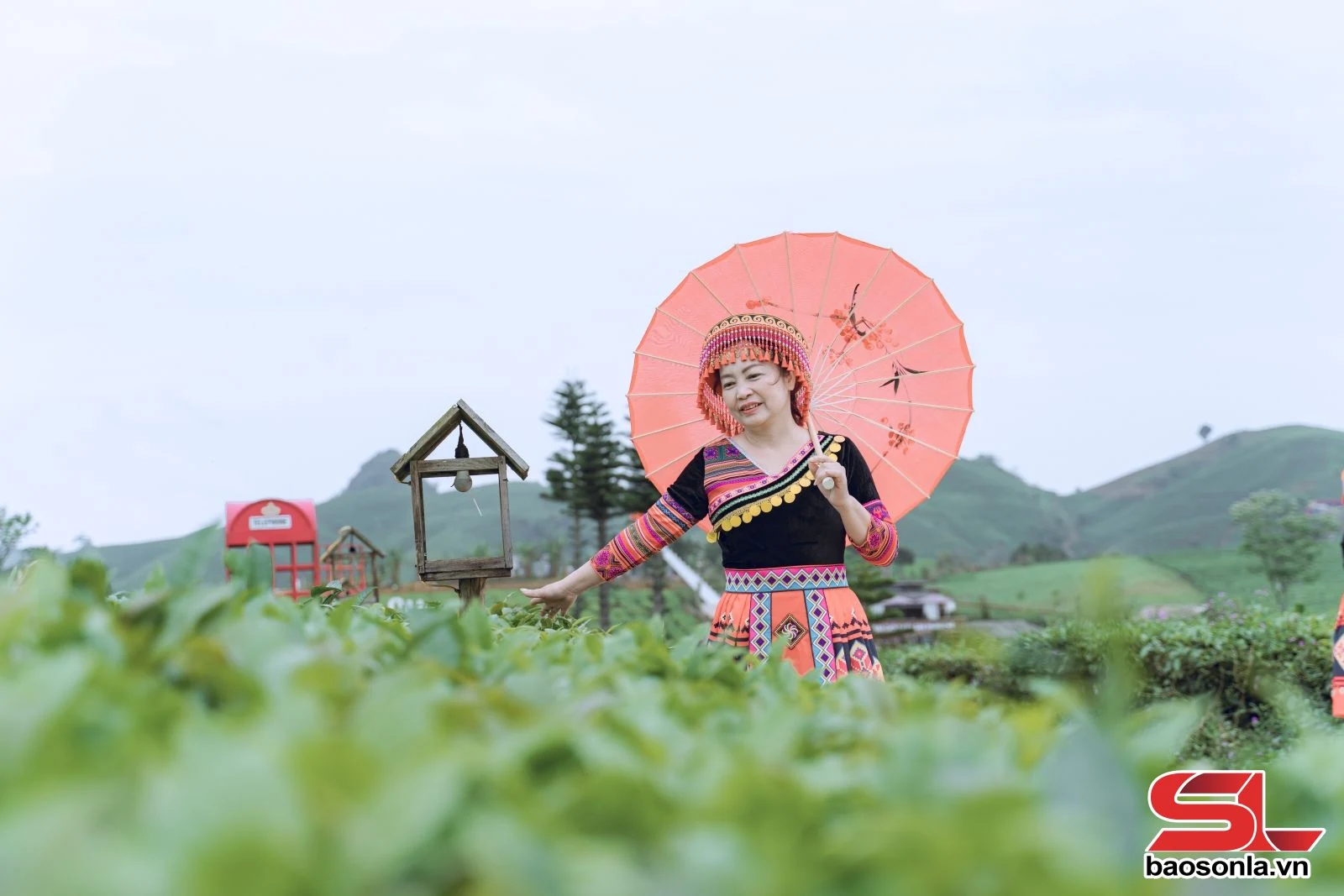 Đồi chè Mộc Châu - điểm đến hấp dẫn du khách