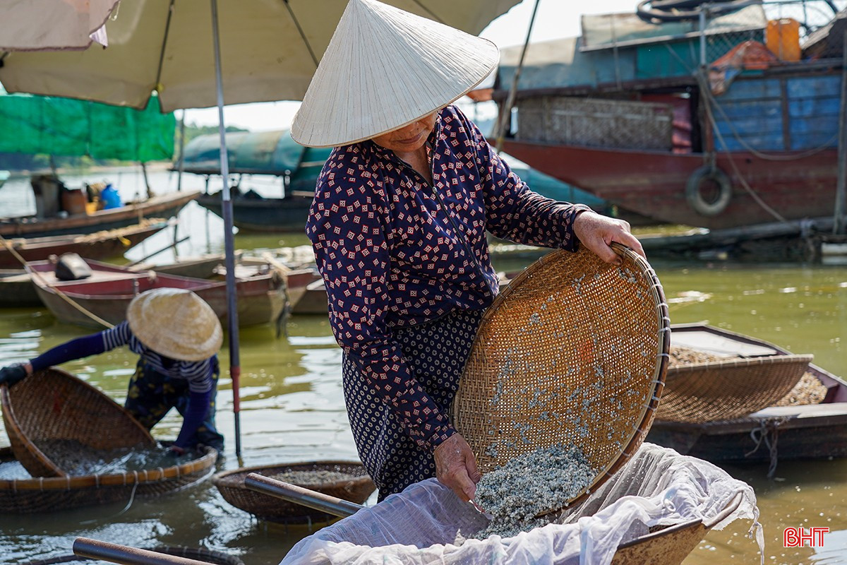 Ngọt mát hến dòng La