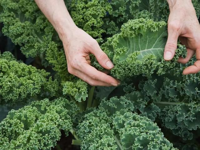7 loại thực phẩm giàu quercetin nên ăn hàng ngày để hỗ trợ bảo vệ tế bào