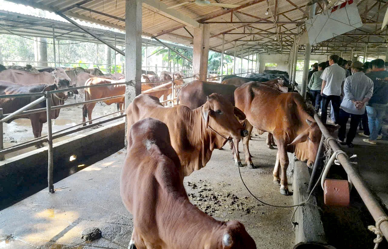 Phát triển kinh tế vùng đồng bào dân tộc thiểu số ở Đông Cửu