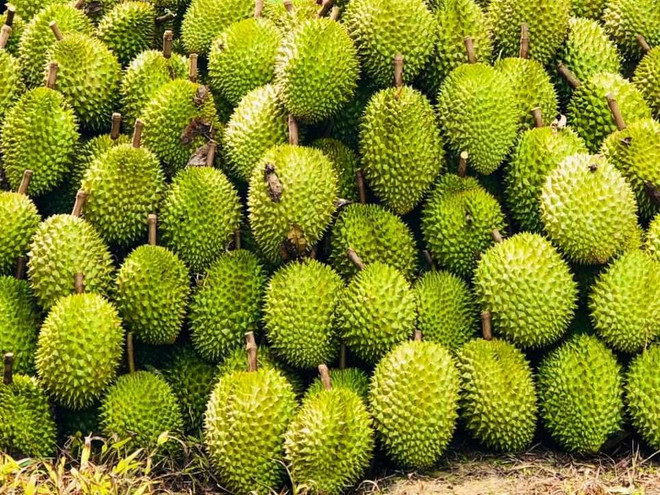 Thủ tướng chỉ đạo tái cơ cấu sản xuất, thúc đẩy xuất khẩu sầu riêng bền vững