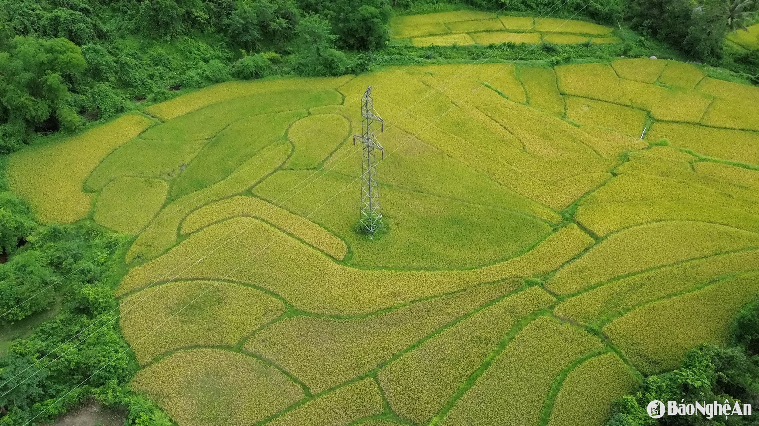 Đồng lúa chín đẹp giữa núi rừng miền Tây xứ Nghệ