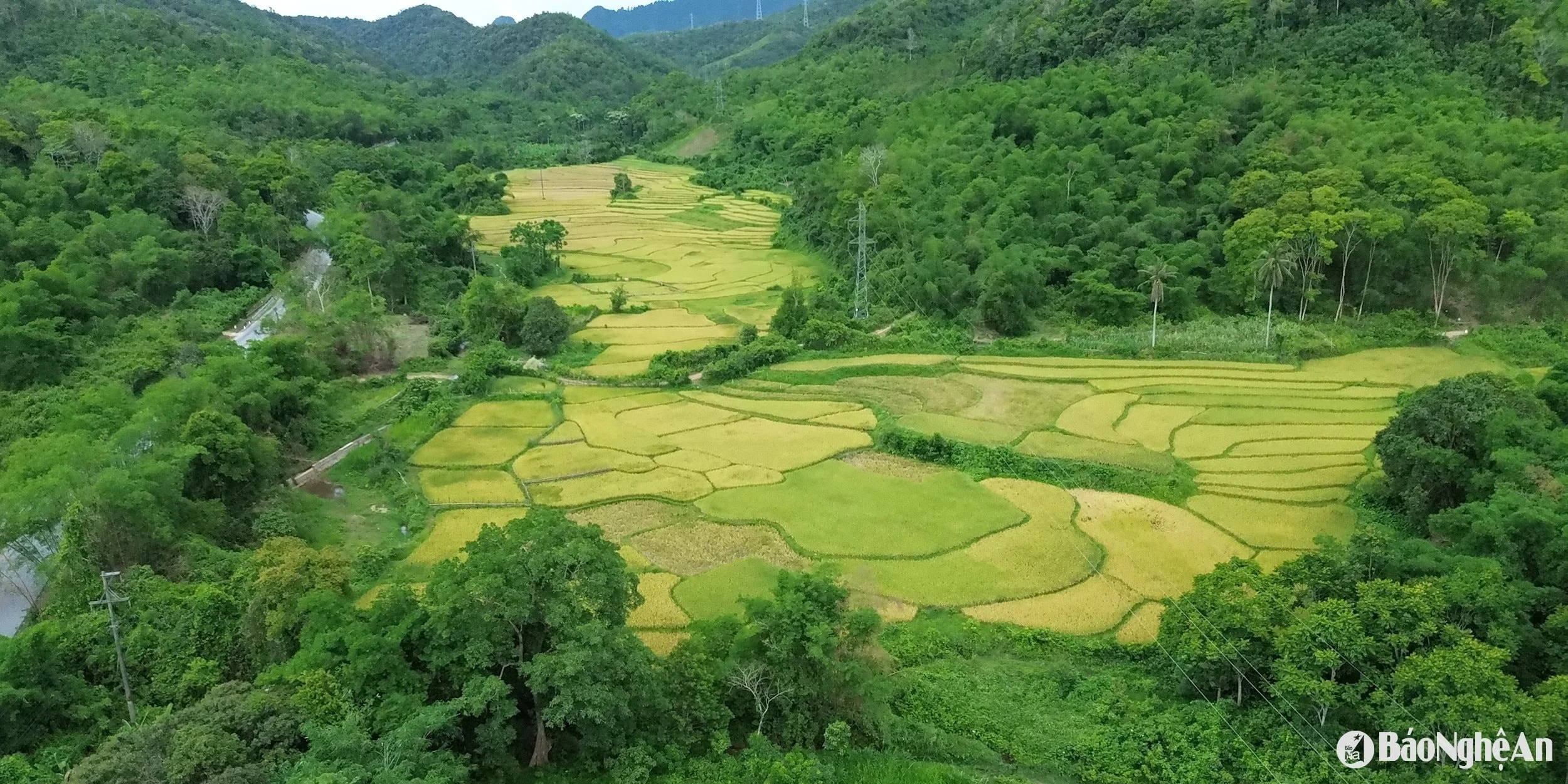 Đồng lúa chín đẹp giữa núi rừng miền Tây xứ Nghệ