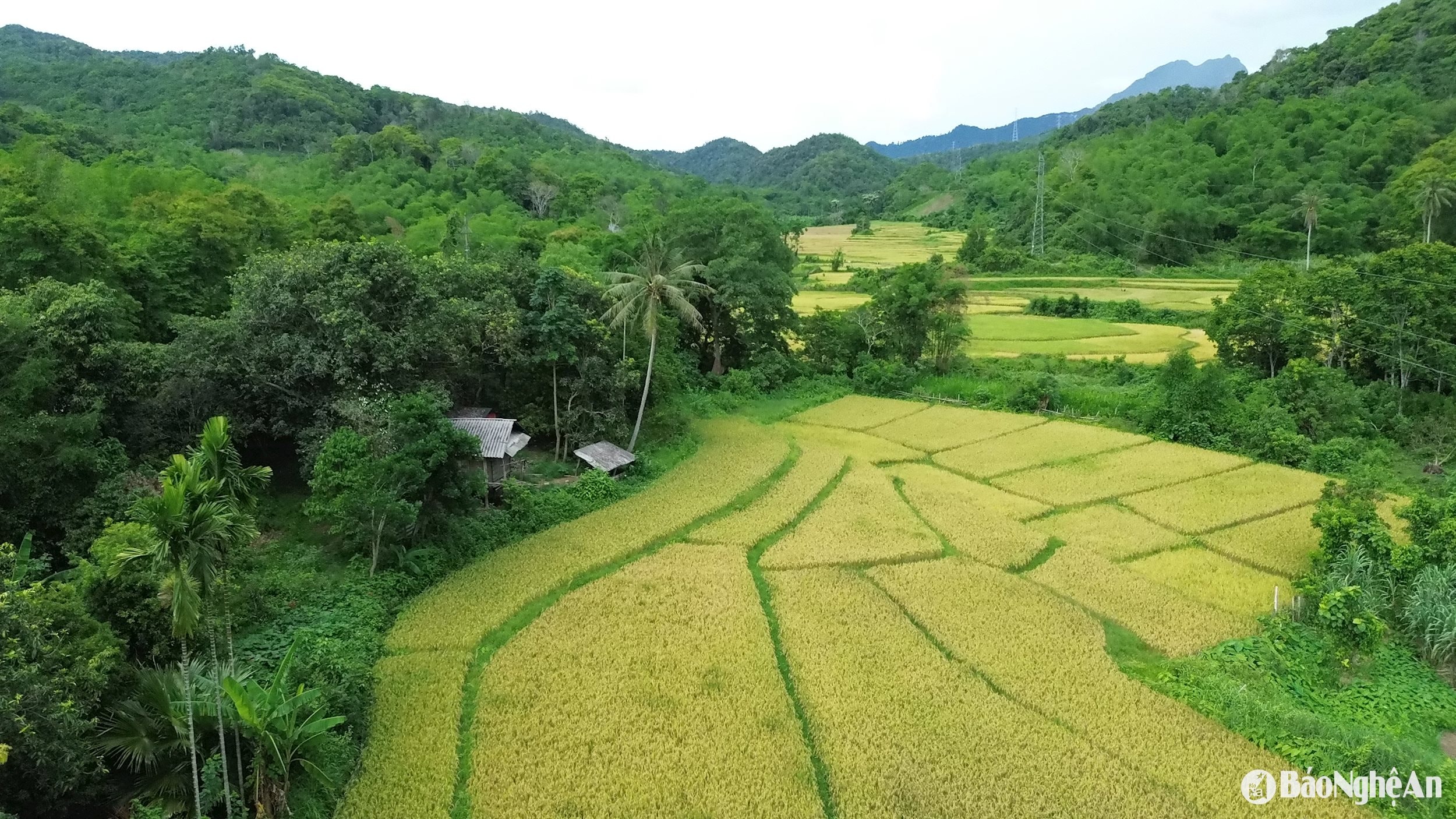 Đồng lúa chín đẹp giữa núi rừng miền Tây xứ Nghệ